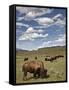 Bison (Bison Bison) Cows Grazing, Yellowstone Nat'l Park, UNESCO World Heritage Site, Wyoming, USA-James Hager-Framed Stretched Canvas