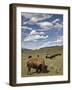 Bison (Bison Bison) Cows Grazing, Yellowstone Nat'l Park, UNESCO World Heritage Site, Wyoming, USA-James Hager-Framed Photographic Print