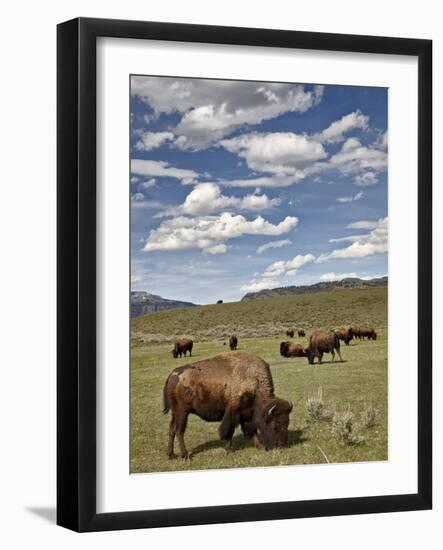 Bison (Bison Bison) Cows Grazing, Yellowstone Nat'l Park, UNESCO World Heritage Site, Wyoming, USA-James Hager-Framed Photographic Print