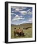 Bison (Bison Bison) Cows Grazing, Yellowstone Nat'l Park, UNESCO World Heritage Site, Wyoming, USA-James Hager-Framed Photographic Print