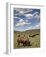 Bison (Bison Bison) Cows Grazing, Yellowstone Nat'l Park, UNESCO World Heritage Site, Wyoming, USA-James Hager-Framed Photographic Print