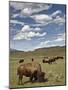 Bison (Bison Bison) Cows Grazing, Yellowstone Nat'l Park, UNESCO World Heritage Site, Wyoming, USA-James Hager-Mounted Photographic Print