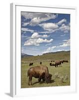 Bison (Bison Bison) Cows Grazing, Yellowstone Nat'l Park, UNESCO World Heritage Site, Wyoming, USA-James Hager-Framed Photographic Print