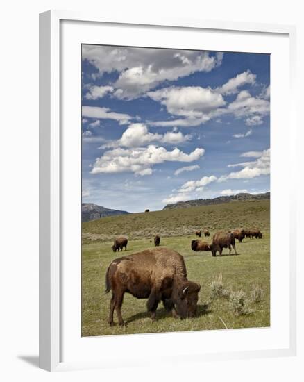 Bison (Bison Bison) Cows Grazing, Yellowstone Nat'l Park, UNESCO World Heritage Site, Wyoming, USA-James Hager-Framed Photographic Print