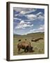 Bison (Bison Bison) Cows Grazing, Yellowstone Nat'l Park, UNESCO World Heritage Site, Wyoming, USA-James Hager-Framed Photographic Print