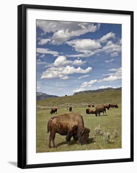 Bison (Bison Bison) Cows Grazing, Yellowstone Nat'l Park, UNESCO World Heritage Site, Wyoming, USA-James Hager-Framed Photographic Print