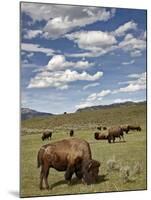 Bison (Bison Bison) Cows Grazing, Yellowstone Nat'l Park, UNESCO World Heritage Site, Wyoming, USA-James Hager-Mounted Photographic Print