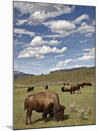 Bison (Bison Bison) Cows Grazing, Yellowstone Nat'l Park, UNESCO World Heritage Site, Wyoming, USA-James Hager-Mounted Photographic Print