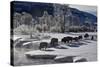 Bison (Bison Bison) Cows in the Snow with Frost-Covered Trees in the Winter-James Hager-Stretched Canvas