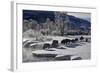 Bison (Bison Bison) Cows in the Snow with Frost-Covered Trees in the Winter-James Hager-Framed Photographic Print