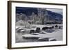 Bison (Bison Bison) Cows in the Snow with Frost-Covered Trees in the Winter-James Hager-Framed Photographic Print