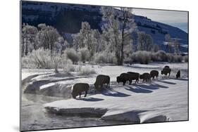 Bison (Bison Bison) Cows in the Snow with Frost-Covered Trees in the Winter-James Hager-Mounted Photographic Print