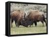 Bison (Bison Bison) Cows Sparring, Yellowstone National Park, Wyoming, USA, North America-James Hager-Framed Stretched Canvas