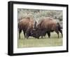 Bison (Bison Bison) Cows Sparring, Yellowstone National Park, Wyoming, USA, North America-James Hager-Framed Photographic Print