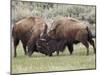 Bison (Bison Bison) Cows Sparring, Yellowstone National Park, Wyoming, USA, North America-James Hager-Mounted Photographic Print