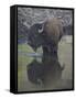 Bison (Bison Bison) Drinking from a Pond-James Hager-Framed Stretched Canvas
