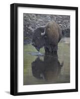 Bison (Bison Bison) Drinking from a Pond-James Hager-Framed Photographic Print