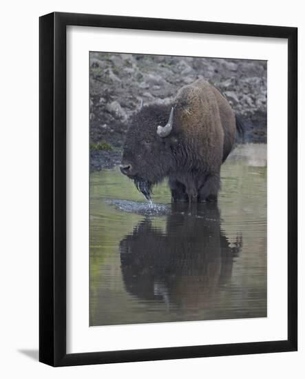 Bison (Bison Bison) Drinking from a Pond-James Hager-Framed Photographic Print