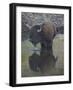 Bison (Bison Bison) Drinking from a Pond-James Hager-Framed Photographic Print
