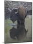 Bison (Bison Bison) Drinking from a Pond-James Hager-Mounted Photographic Print