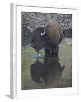 Bison (Bison Bison) Drinking from a Pond-James Hager-Framed Photographic Print