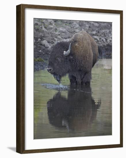 Bison (Bison Bison) Drinking from a Pond-James Hager-Framed Photographic Print