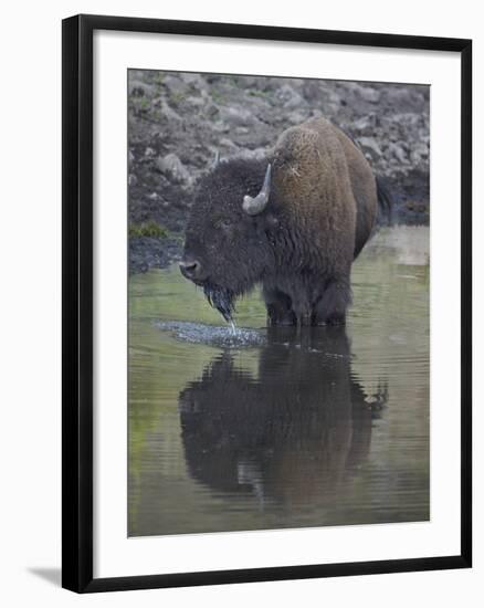 Bison (Bison Bison) Drinking from a Pond-James Hager-Framed Photographic Print