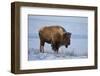 Bison (Bison Bison) in the Snow-James Hager-Framed Photographic Print