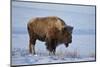 Bison (Bison Bison) in the Snow-James Hager-Mounted Photographic Print