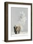 Bison (Bison bison) on frost covered ground, Yellowstone National Park, USA, February-Danny Green-Framed Photographic Print