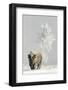 Bison (Bison bison) on frost covered ground, Yellowstone National Park, USA, February-Danny Green-Framed Photographic Print