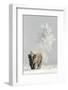 Bison (Bison bison) on frost covered ground, Yellowstone National Park, USA, February-Danny Green-Framed Photographic Print