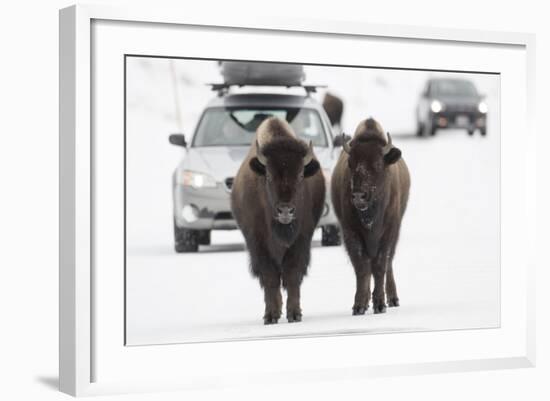 Bison (Bison Bison) Pair Standing on Road in Winter, Yellowstone National Park, Wyoming, USA, March-Peter Cairns-Framed Photographic Print