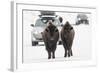 Bison (Bison Bison) Pair Standing on Road in Winter, Yellowstone National Park, Wyoming, USA, March-Peter Cairns-Framed Photographic Print