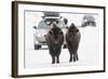 Bison (Bison Bison) Pair Standing on Road in Winter, Yellowstone National Park, Wyoming, USA, March-Peter Cairns-Framed Photographic Print