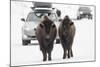 Bison (Bison Bison) Pair Standing on Road in Winter, Yellowstone National Park, Wyoming, USA, March-Peter Cairns-Mounted Photographic Print