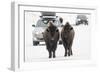 Bison (Bison Bison) Pair Standing on Road in Winter, Yellowstone National Park, Wyoming, USA, March-Peter Cairns-Framed Photographic Print