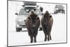 Bison (Bison Bison) Pair Standing on Road in Winter, Yellowstone National Park, Wyoming, USA, March-Peter Cairns-Mounted Photographic Print