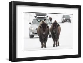 Bison (Bison Bison) Pair Standing on Road in Winter, Yellowstone National Park, Wyoming, USA, March-Peter Cairns-Framed Photographic Print