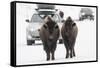 Bison (Bison Bison) Pair Standing on Road in Winter, Yellowstone National Park, Wyoming, USA, March-Peter Cairns-Framed Stretched Canvas
