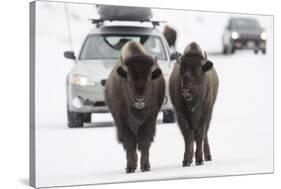 Bison (Bison Bison) Pair Standing on Road in Winter, Yellowstone National Park, Wyoming, USA, March-Peter Cairns-Stretched Canvas