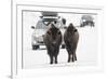 Bison (Bison Bison) Pair Standing on Road in Winter, Yellowstone National Park, Wyoming, USA, March-Peter Cairns-Framed Photographic Print