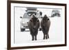 Bison (Bison Bison) Pair Standing on Road in Winter, Yellowstone National Park, Wyoming, USA, March-Peter Cairns-Framed Photographic Print