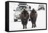 Bison (Bison Bison) Pair Standing on Road in Winter, Yellowstone National Park, Wyoming, USA, March-Peter Cairns-Framed Stretched Canvas