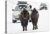 Bison (Bison Bison) Pair Standing on Road in Winter, Yellowstone National Park, Wyoming, USA, March-Peter Cairns-Stretched Canvas