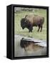 Bison (Bison Bison) Reflected in a Pond, Yellowstone National Park, UNESCO World Heritage Site, Wyo-James Hager-Framed Stretched Canvas
