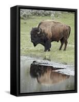 Bison (Bison Bison) Reflected in a Pond, Yellowstone National Park, UNESCO World Heritage Site, Wyo-James Hager-Framed Stretched Canvas