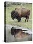 Bison (Bison Bison) Reflected in a Pond, Yellowstone National Park, UNESCO World Heritage Site, Wyo-James Hager-Stretched Canvas