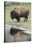 Bison (Bison Bison) Reflected in a Pond, Yellowstone National Park, UNESCO World Heritage Site, Wyo-James Hager-Stretched Canvas