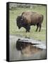 Bison (Bison Bison) Reflected in a Pond, Yellowstone National Park, UNESCO World Heritage Site, Wyo-James Hager-Framed Stretched Canvas